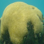 Belize Barrier Reef Reserve System