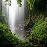 Gondwana_Rainforests