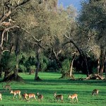 Mana Pools National Park