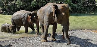 elephant-island-camp Archaeology