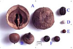 Archaeobotany Materials