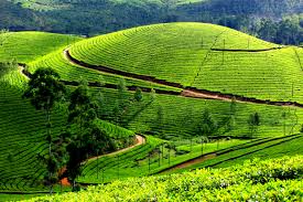 munnar Archaeology