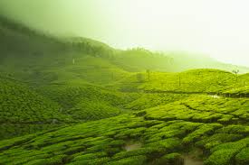 ooty Archaeology