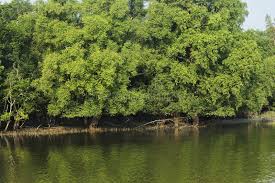 sundarbans Archaeology