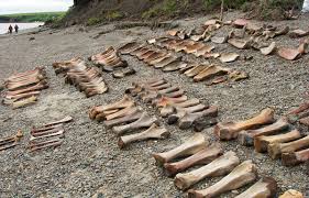 yana-rhs-site Archaeology